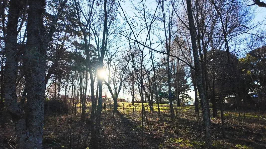 Terreno arbolado de más de 5.000 m² en venta en Athos Pampa, Valle de Calamuchita, con luz de atardecer entre los árboles